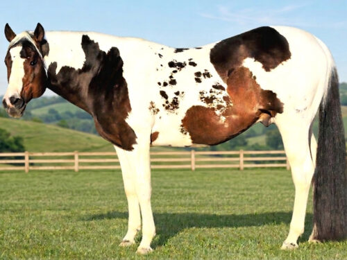 stallions